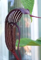 Arisaema costatum 062305.jpg