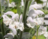 Salvia argenta 062305.jpg