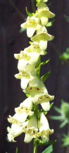 Digitalis yellow 062305.jpg