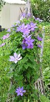 Clematis 2005 purple and lav sdlngs of R cardinale 6 26.jpg