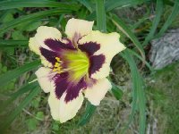 daylily1.jpg