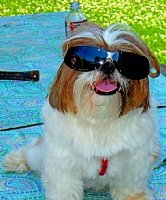 mad dog sunglasses wallet.jpg