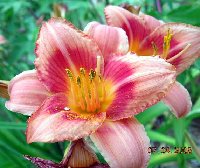 daylily2mgi.jpg