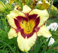 daylily pretty onemgi.jpg