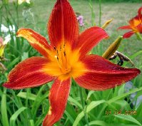 daylily red mgi.jpg