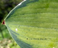 Note the darker blue spots that follow the veins, especially near the ends.