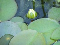 my first water lily bud of the year July 5 2005.jpg