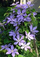 Clematis 2005 seedlings Rouge Cardinale 7 7.jpg