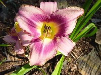 Daylilies 003c.jpg