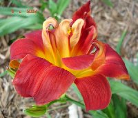 Baja Daylily Odd3.jpg