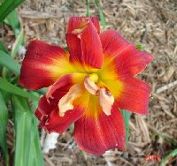 Baja Daylily Odd2.jpg