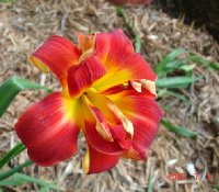 Baja Daylily Odd1.jpg