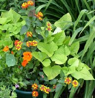 Sweet Potato Vine & Lantana copy.JPG