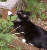 Oh, yeah!  Mom's strawberry beds make fine scratching posts!