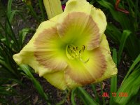 Russian Easter.......My biggest eyed daylily