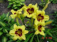 Just a nice daylily all around...Lots of buds, tall scapes, adn very showy in the back with the hosta's.....It's where there is a lot of sun....