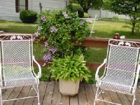 Clematis is in the ground on the other side of the railing, but grows up over the railing, I like it that way.
<br />Lancifolia has been in this pot for several years.  Struggling this year due to frost and heat.