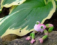 froggy by the hosta leaf.jpg