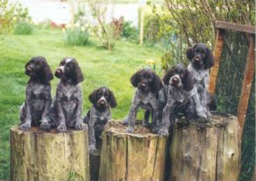 D Litter,Dolly is the first pup on the left,cute little devils,aren't they?