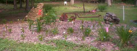 Daylily bed with rocks and plow