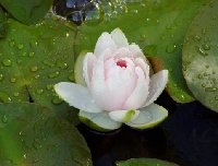 water lily July 19 2005.jpg