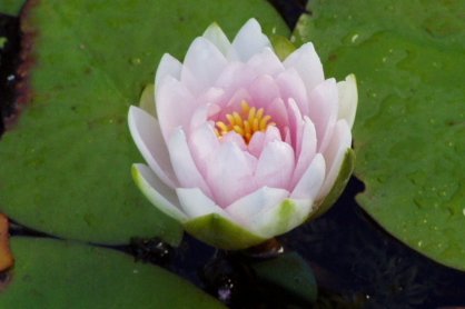 water lily 1 July 19 2005.jpg