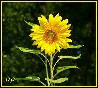 Deck Sunflower-OC.jpg