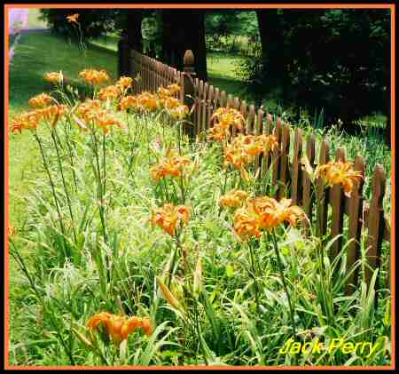 Fence-Ddddaylilies - JP.jpg