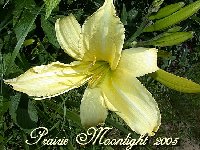 Prairie Moonlight 2005.jpg