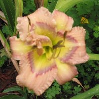 New for this daylily ... a fourth petaloid ... looks like it's trying to double ... hope so