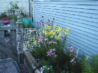 coneflowers and lilies July 30 2005.jpg