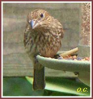 Sparrow-OC.jpg