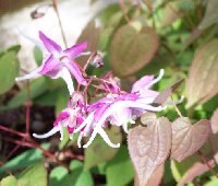 Epimedium TamaNoGenpei 041705.jpg