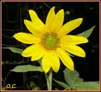 New Sunflower.jpg