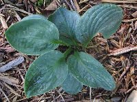 Big Daddy has odd shaped leaves and stunted growth