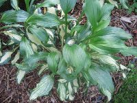 Undulata's leaves vary from white -&gt; mottled -&gt; solid green.