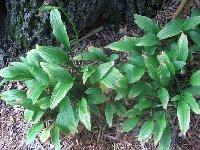 Narrow leaved has a lot of brown in its leaves. It is planted next to a red oak in deep shade.