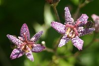 Tricyrtis unknown 082705.jpg