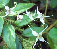 Epimedium lishihchenii 083005.jpg