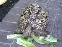 tortoise.JPG