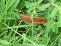 Grasshopper-brown.jpg
