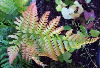 Autumn fern... I just love that coloring on the new fronds!