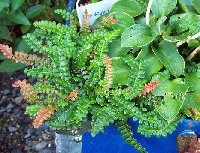 This is a form of Blechnum penna-marina, a dwarf deer fern that is only about 2-3&quot; tall.