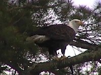 We have lots of Bald Eagles in Northern,Ontario