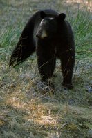 Young Male Out Looking For Food