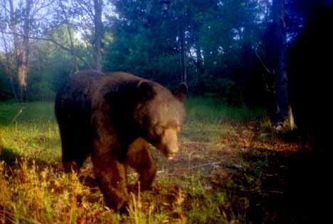 This Guy Was A Little Too Close To Camp For My Liking,Probably Smelled Us Cooking Food