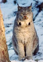 Beautiful Lynx &amp; Not The Bit Affraid Of Me.I was Sitting On My 4 Wheeler About 5 Feet From Her &amp; She Stayed There For 20 Minutes Then Slowly Walked Away.Looks Just Like A Big Ol' House Cat