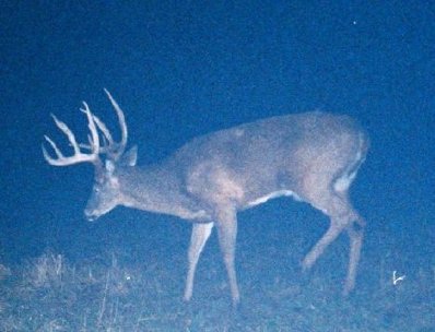 Nice Buck Taken Around Home,Berwick,Ontario,2004