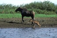 Nice Picture Of Cow With Her Calf.