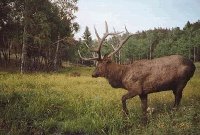 Beautiful Bull Elk At Red Lake Ontario,Near The Manitoba Border.There Is No Season On Them.They Were Re-Introduced To Ontario About 6 Years Ago.A Joint Effort By Hunting Clubs &amp; Individuals To Pay For Their Moving From Alberta To Ontario.